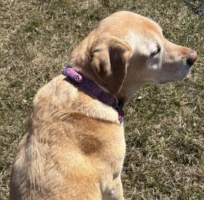 Tickless ultrasonic flea and tick repeller - Image 3
